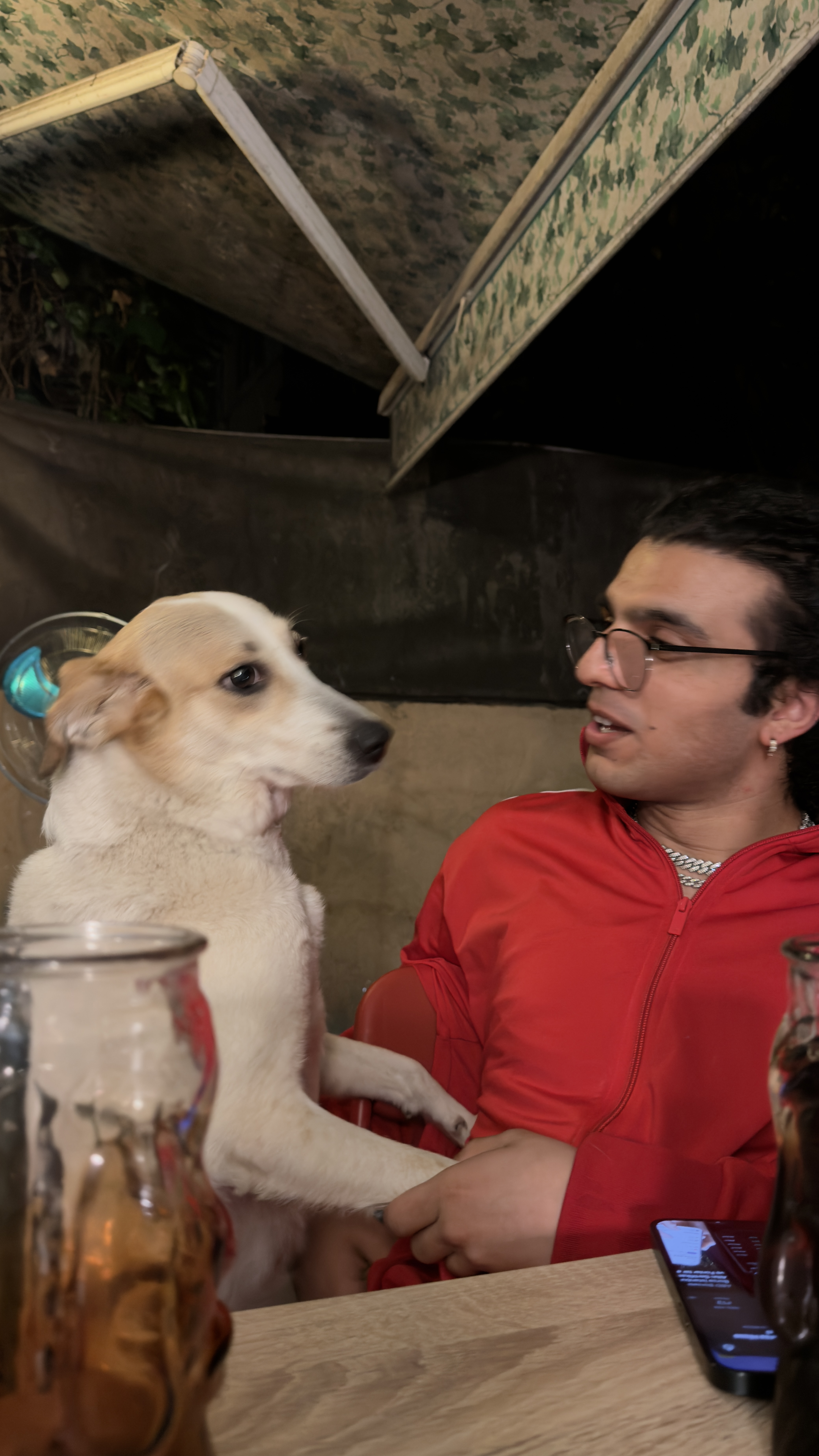 Kedi ihbar fotoğrafı