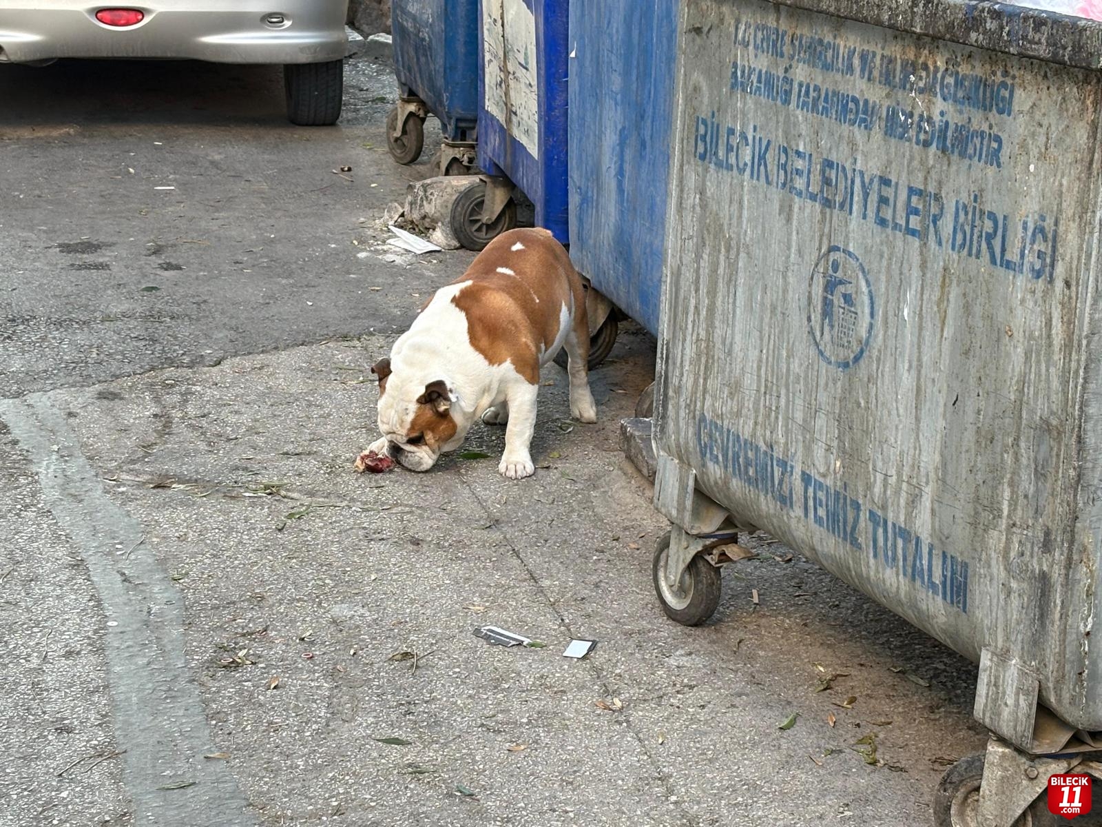 Köpek ihbar fotoğrafı