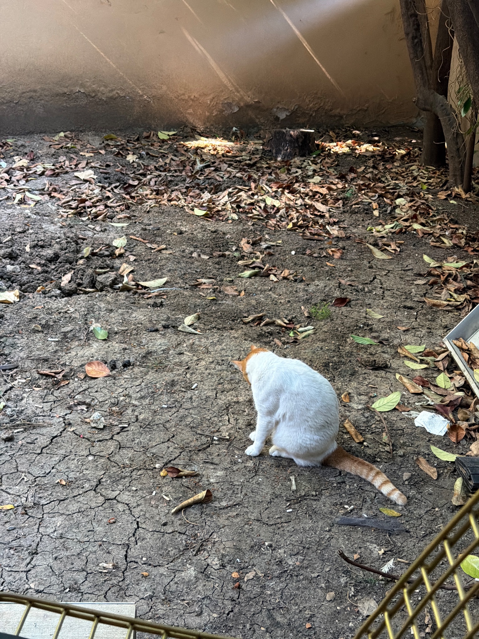 Kedi ihbar fotoğrafı