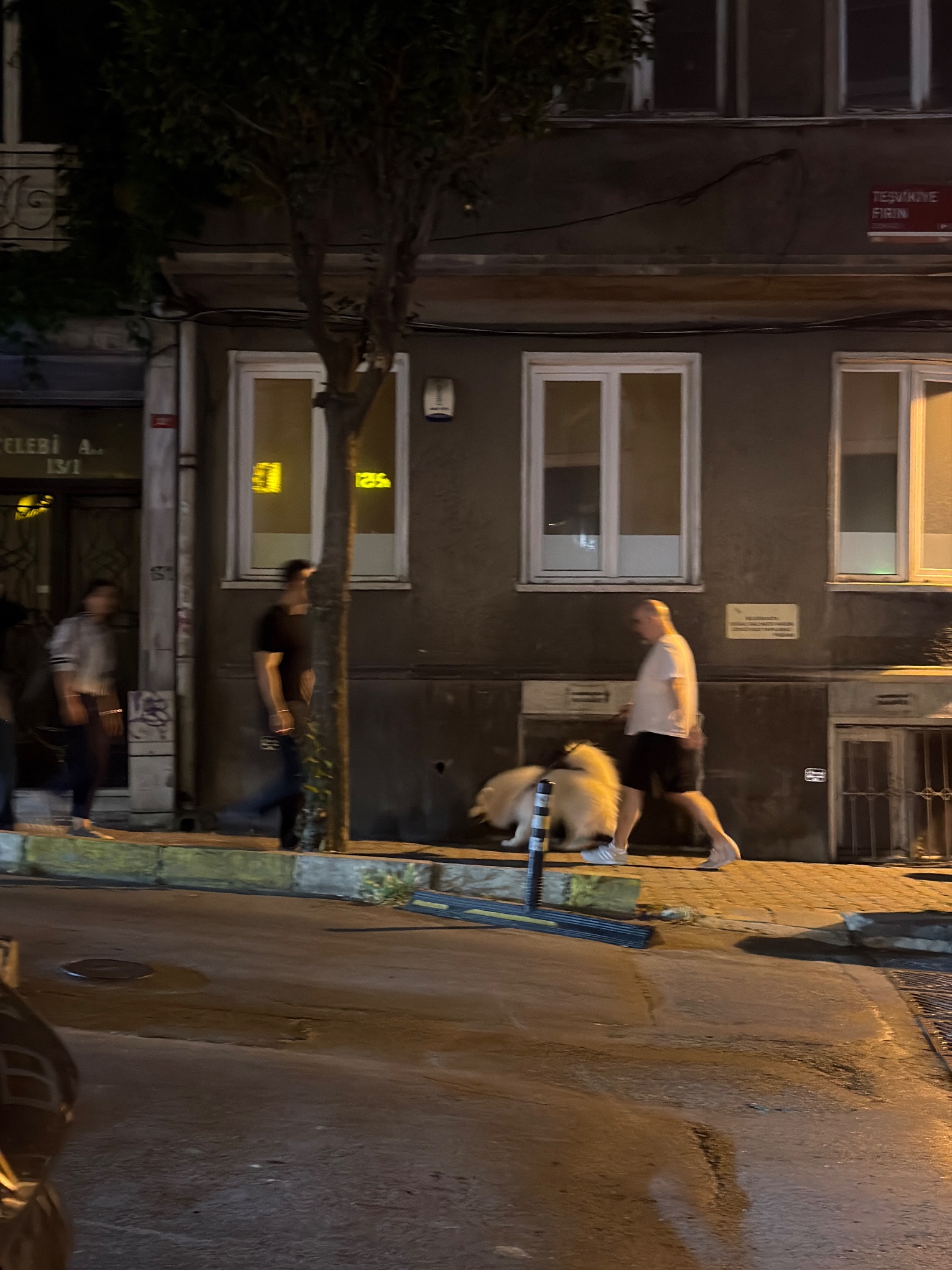 Köpek ihbar fotoğrafı