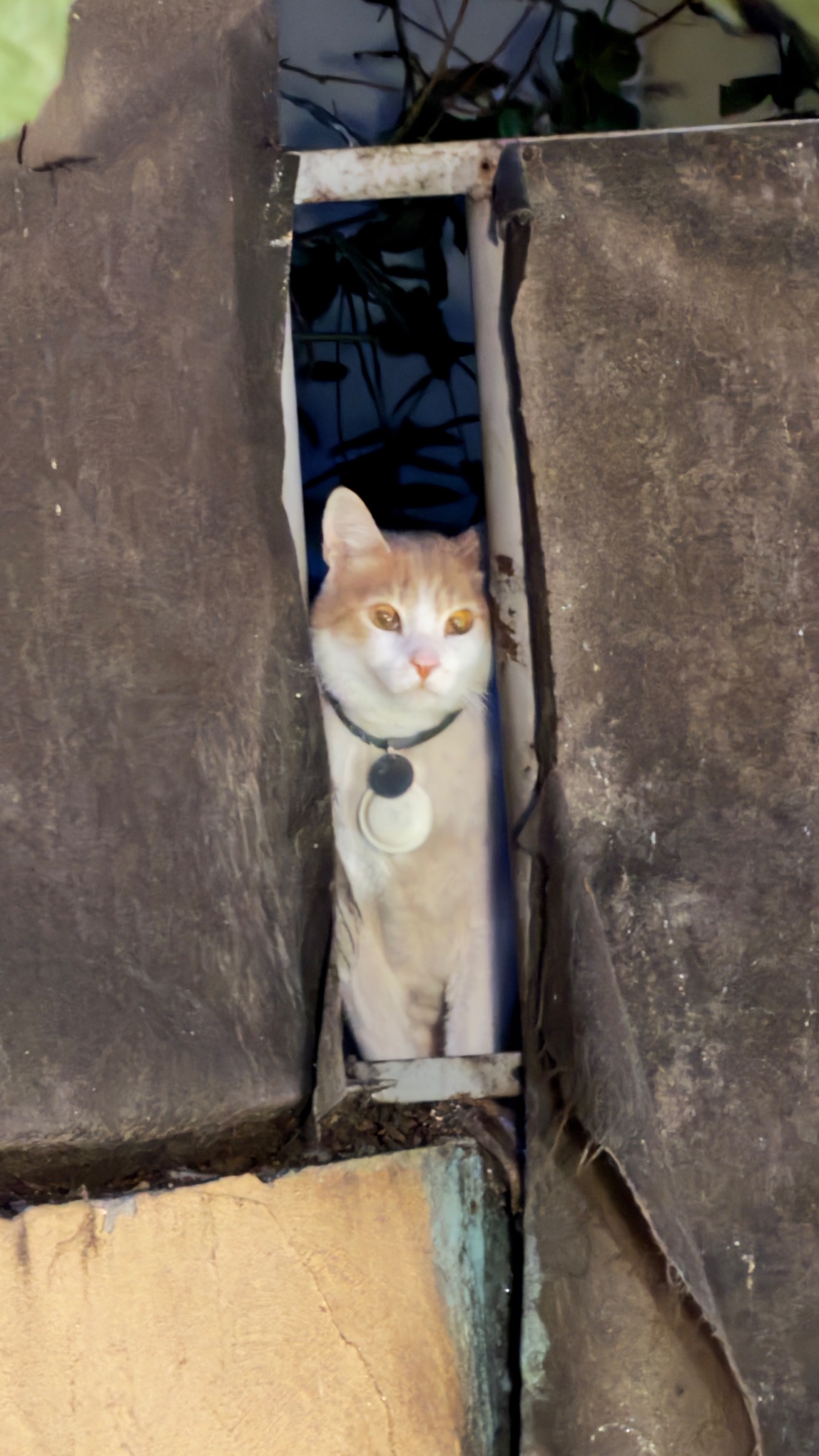Köpek ihbar fotoğrafı