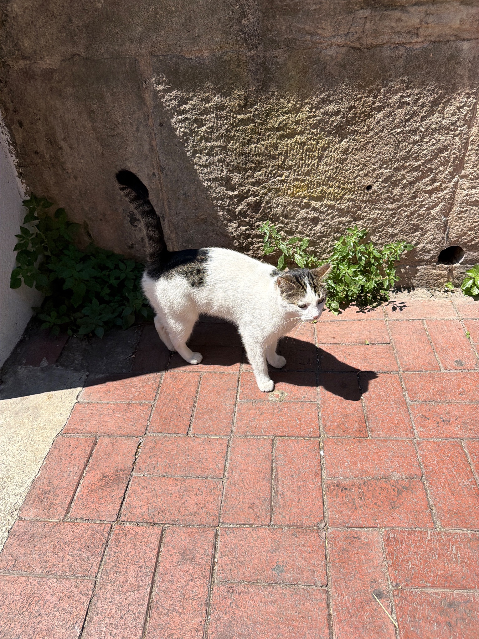 Kedi ihbar fotoğrafı