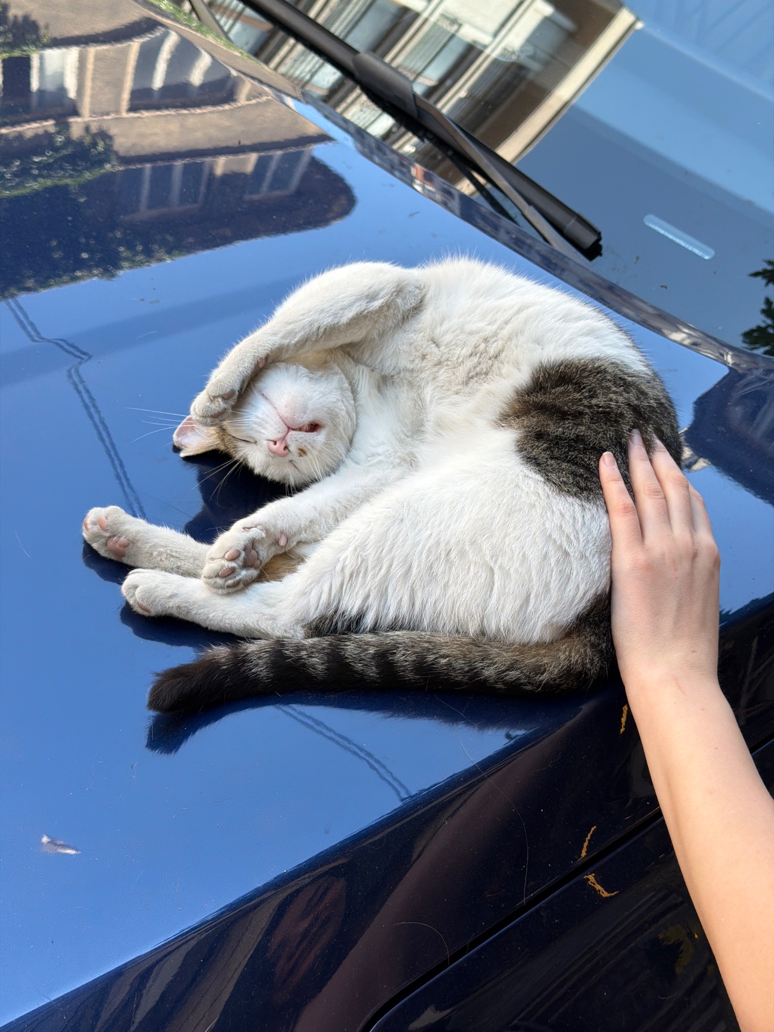Kedi ihbar fotoğrafı