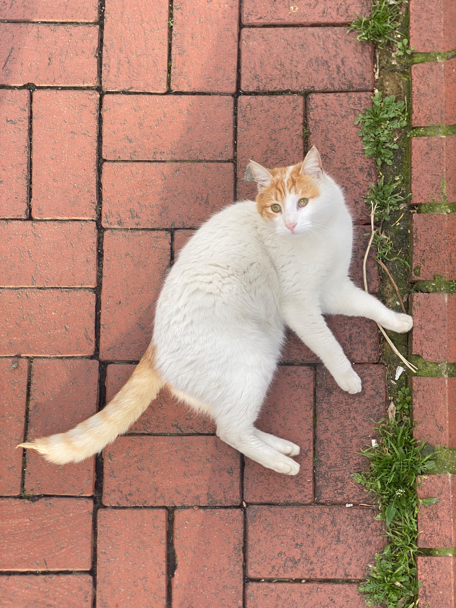 Kedi ihbar fotoğrafı