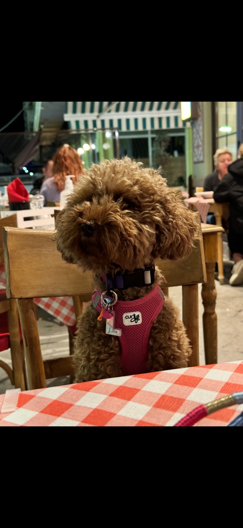 Köpek ihbar fotoğrafı
