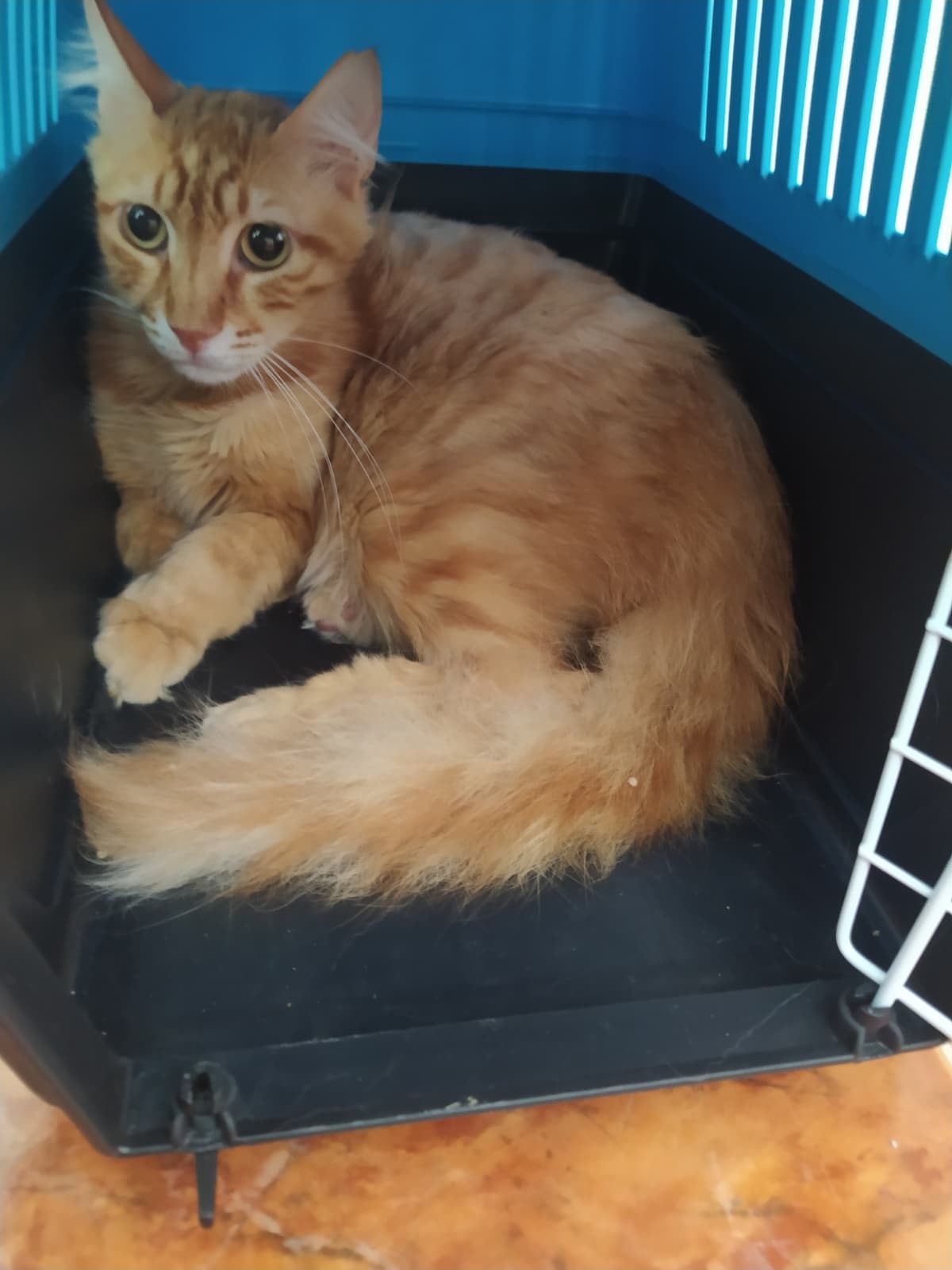 Kedi ihbar fotoğrafı