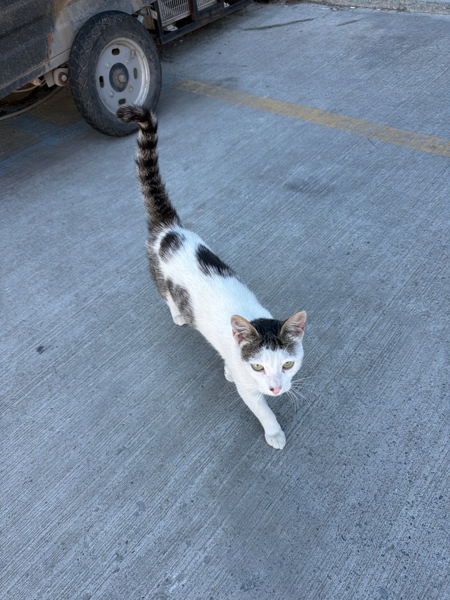 Kedi ihbar fotoğrafı