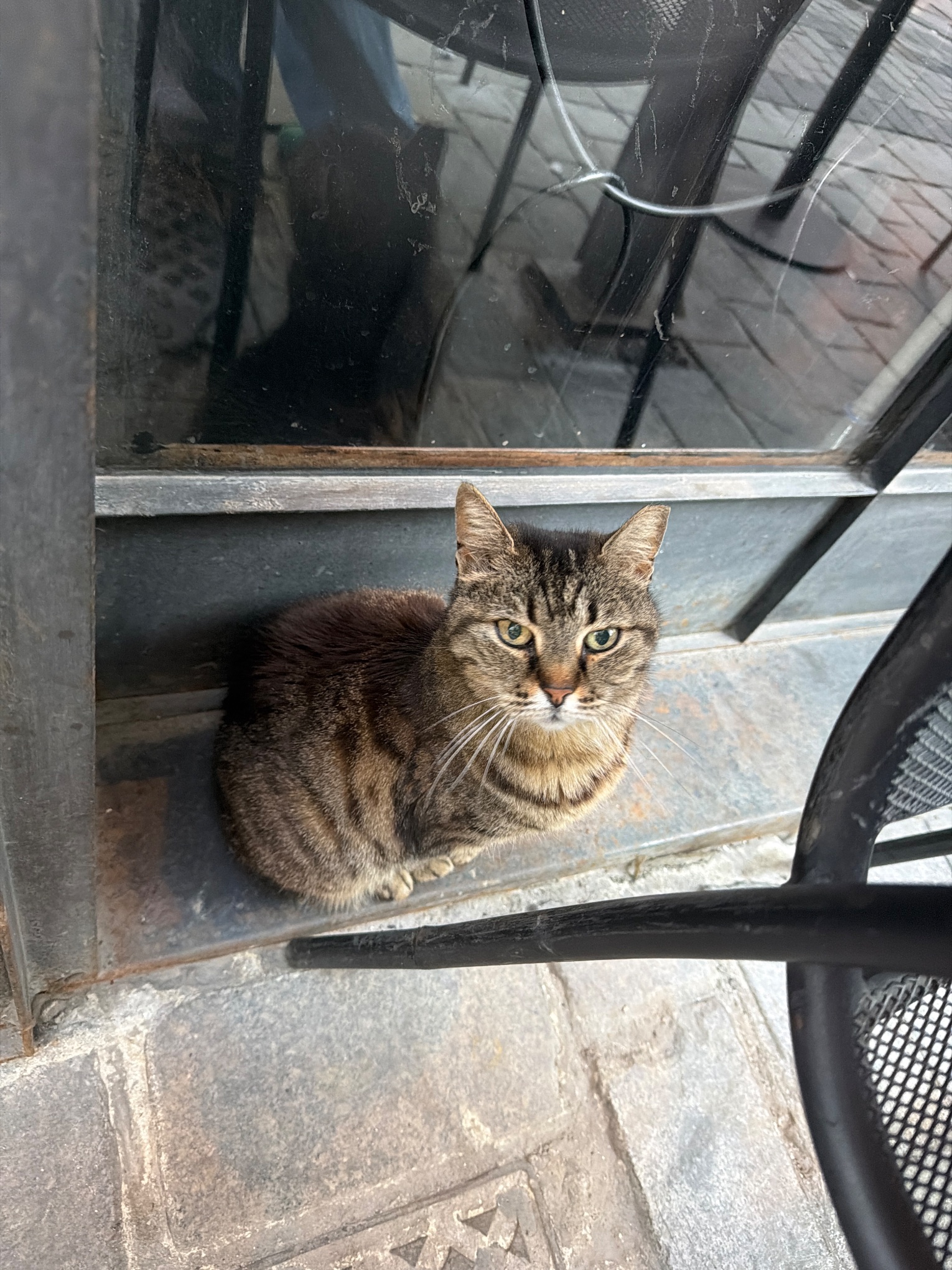 Kedi ihbar fotoğrafı