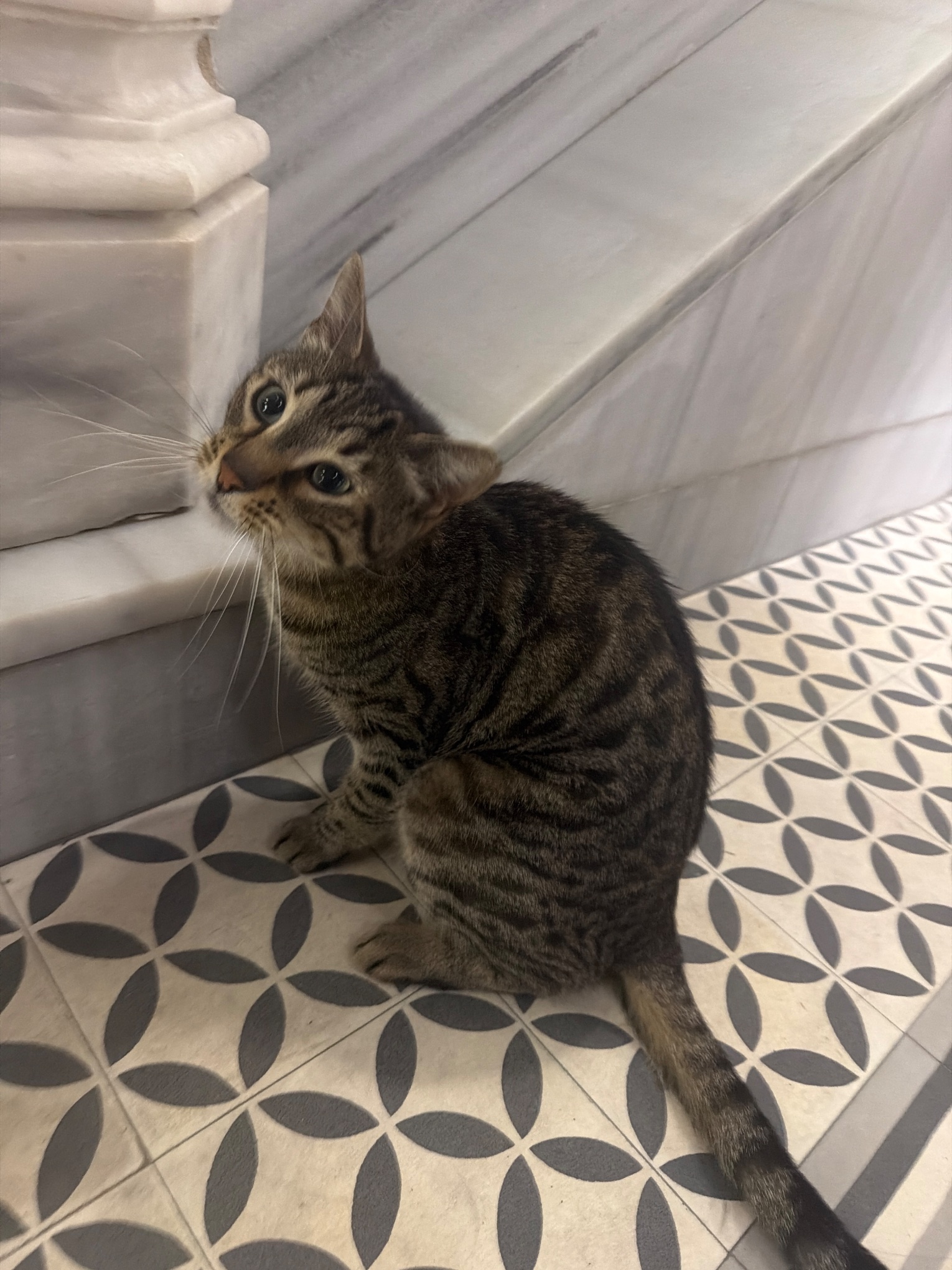 Kedi ihbar fotoğrafı