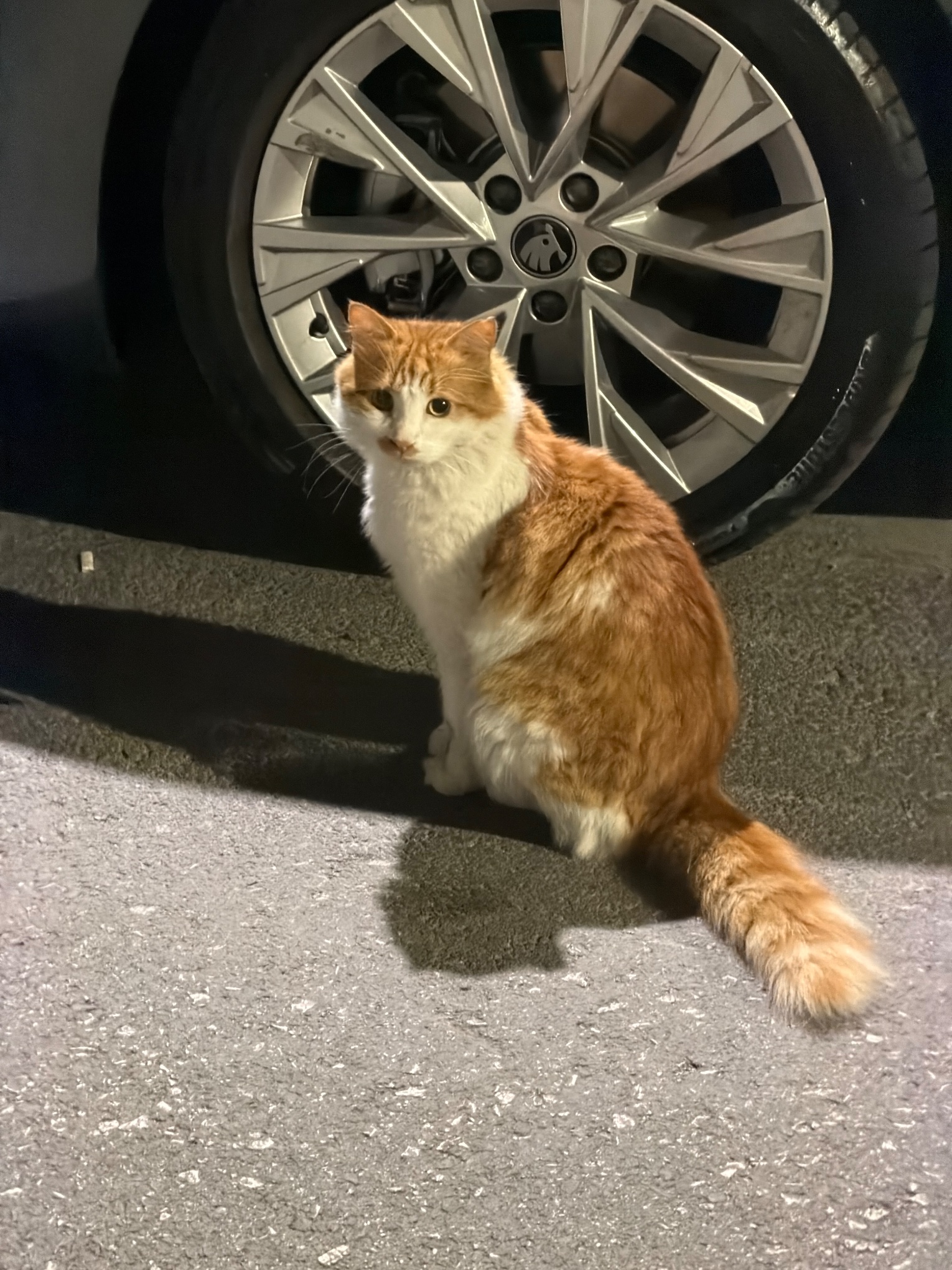 Kedi ihbar fotoğrafı