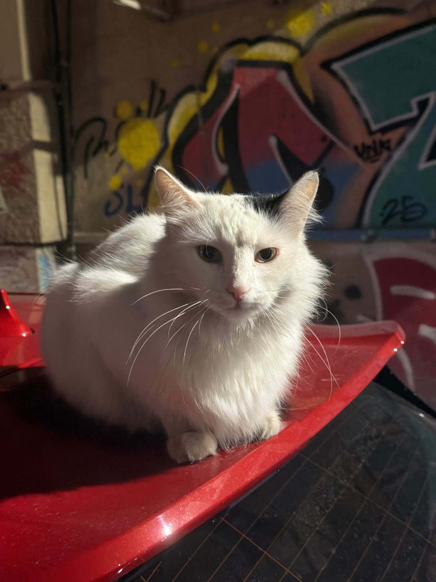 Kedi ihbar fotoğrafı