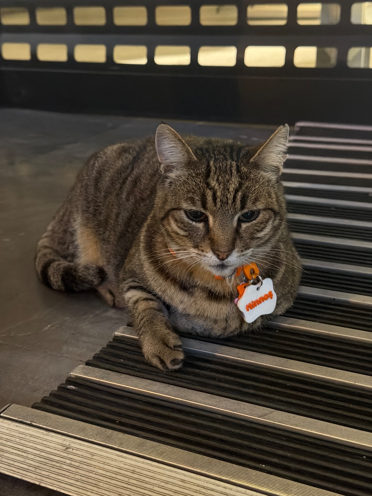 Kedi ihbar fotoğrafı